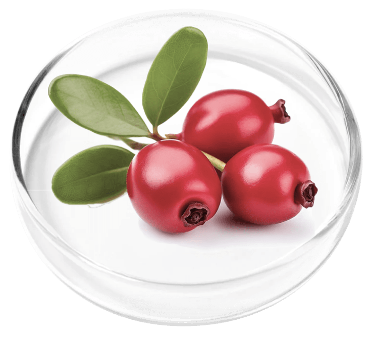 Bearberry