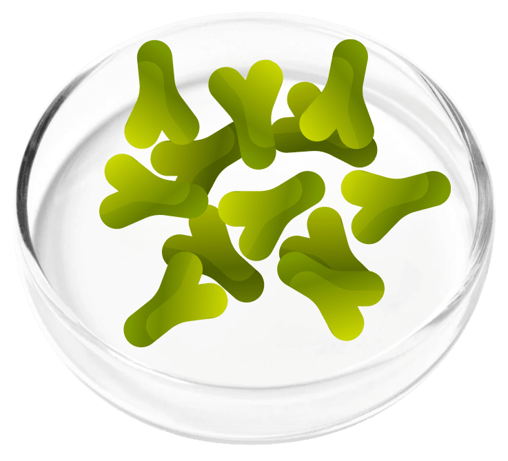 Lacto Acidophilus