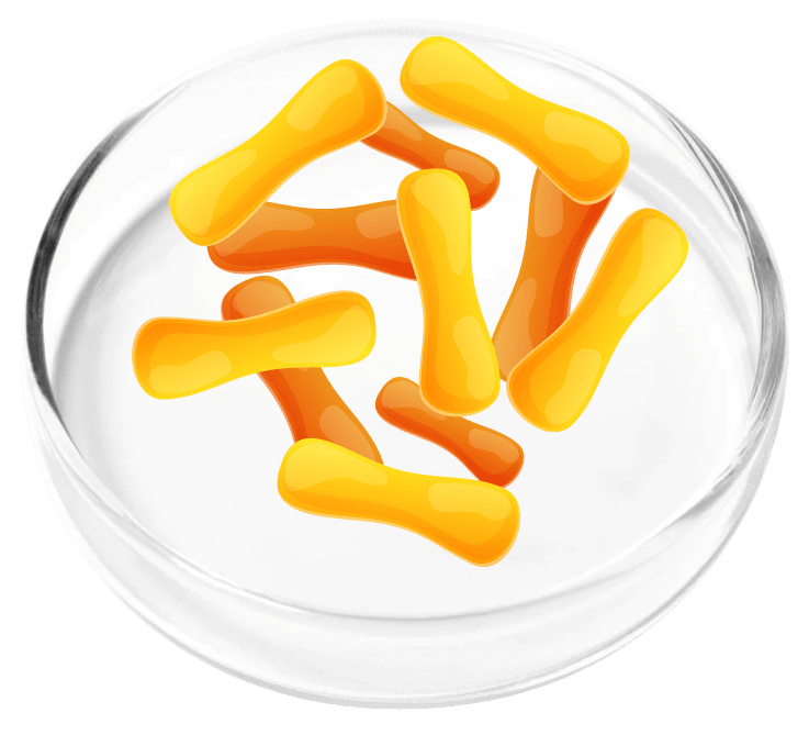 Lacto Casei
