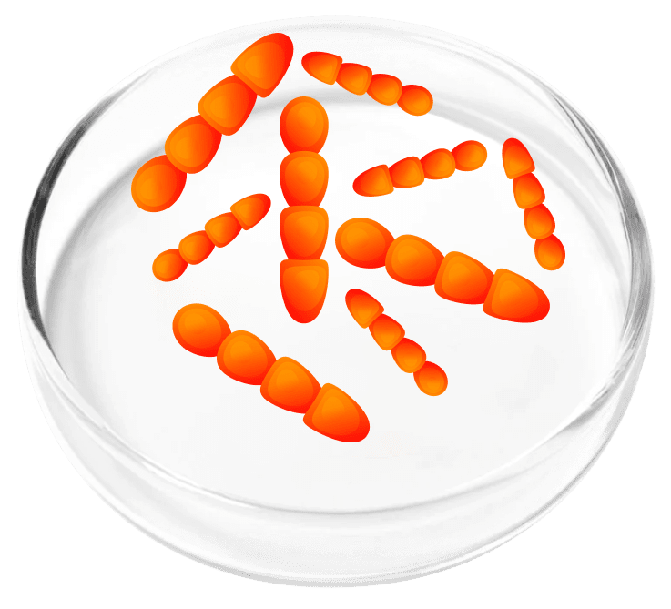 Lacto Crispatus