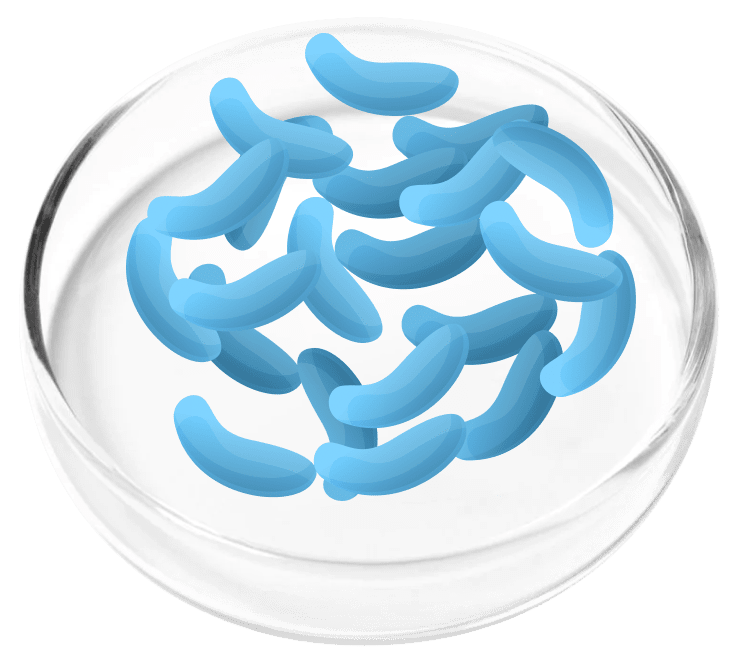 Lacto Gasseri